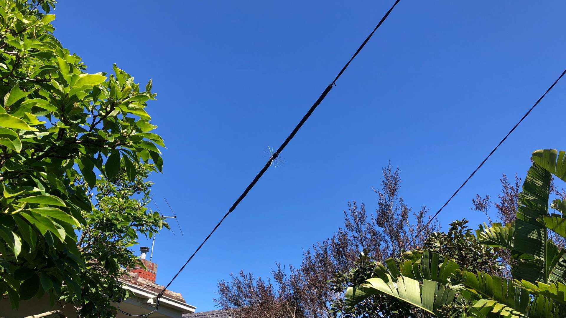 How to Stop Possums From Chewing Your Cables! Kenner Electrics